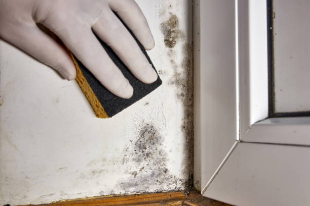 Best Water Damage & Mold Remediation  in , OK